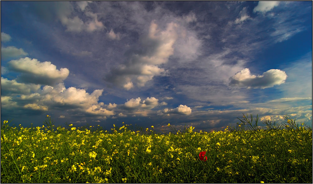 Mohnblume im Rapsfeld