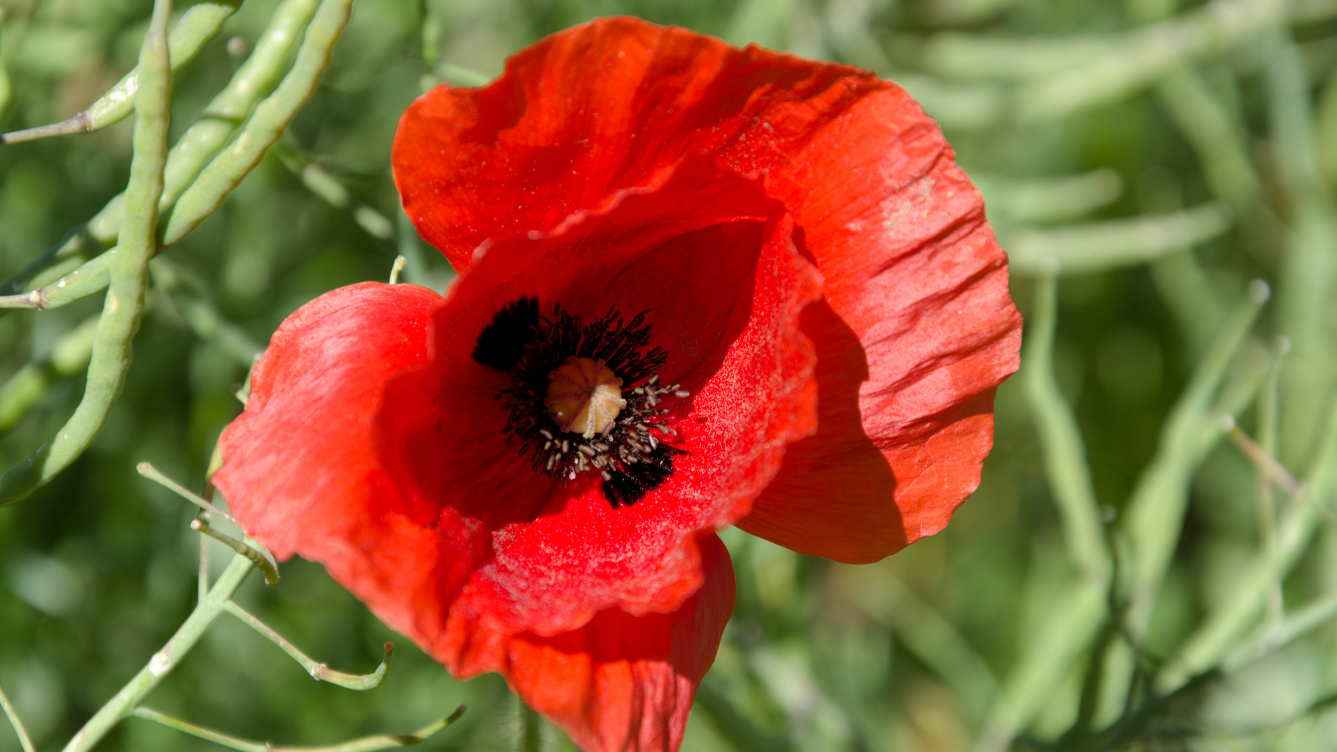 Mohnblume im Rapsfeld