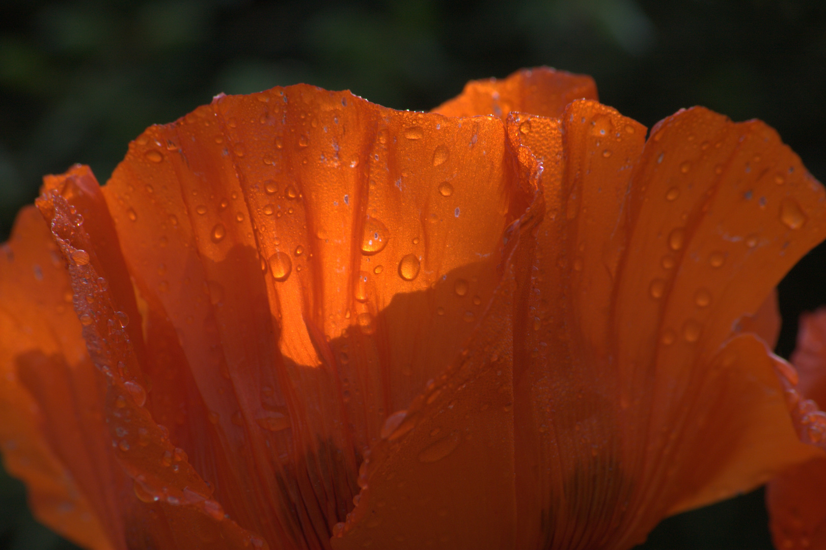 Mohnblume im Regen