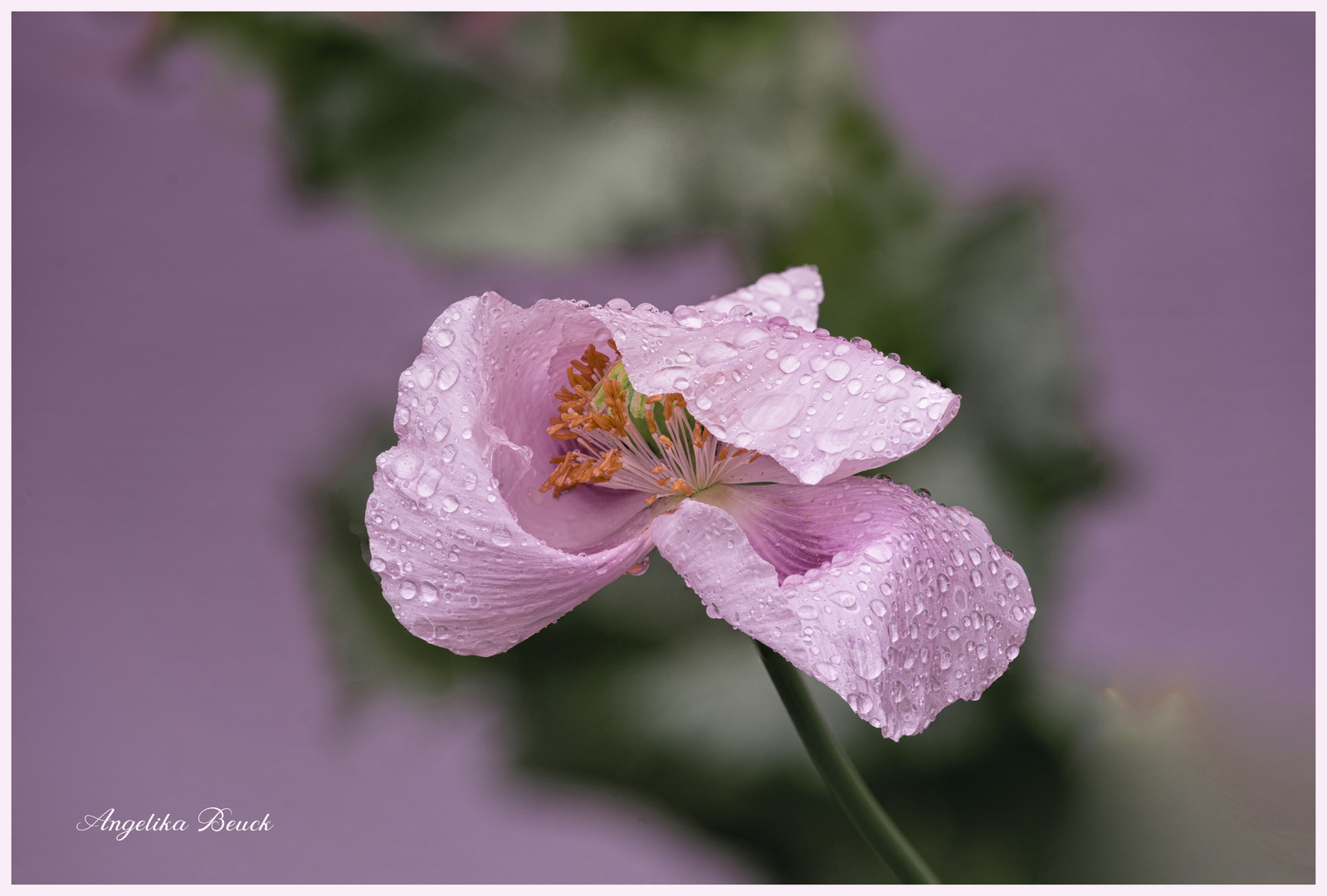 Mohnblume im Regen