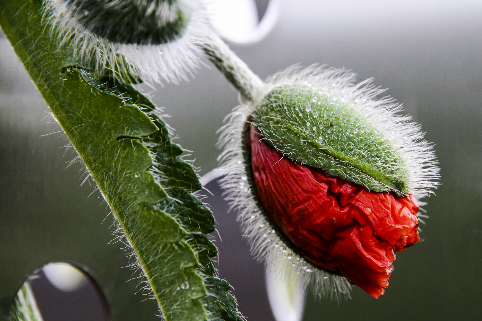 Mohnblume im Regen