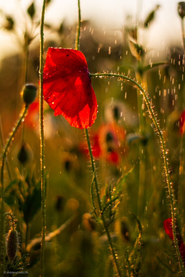 Mohnblume im Regen