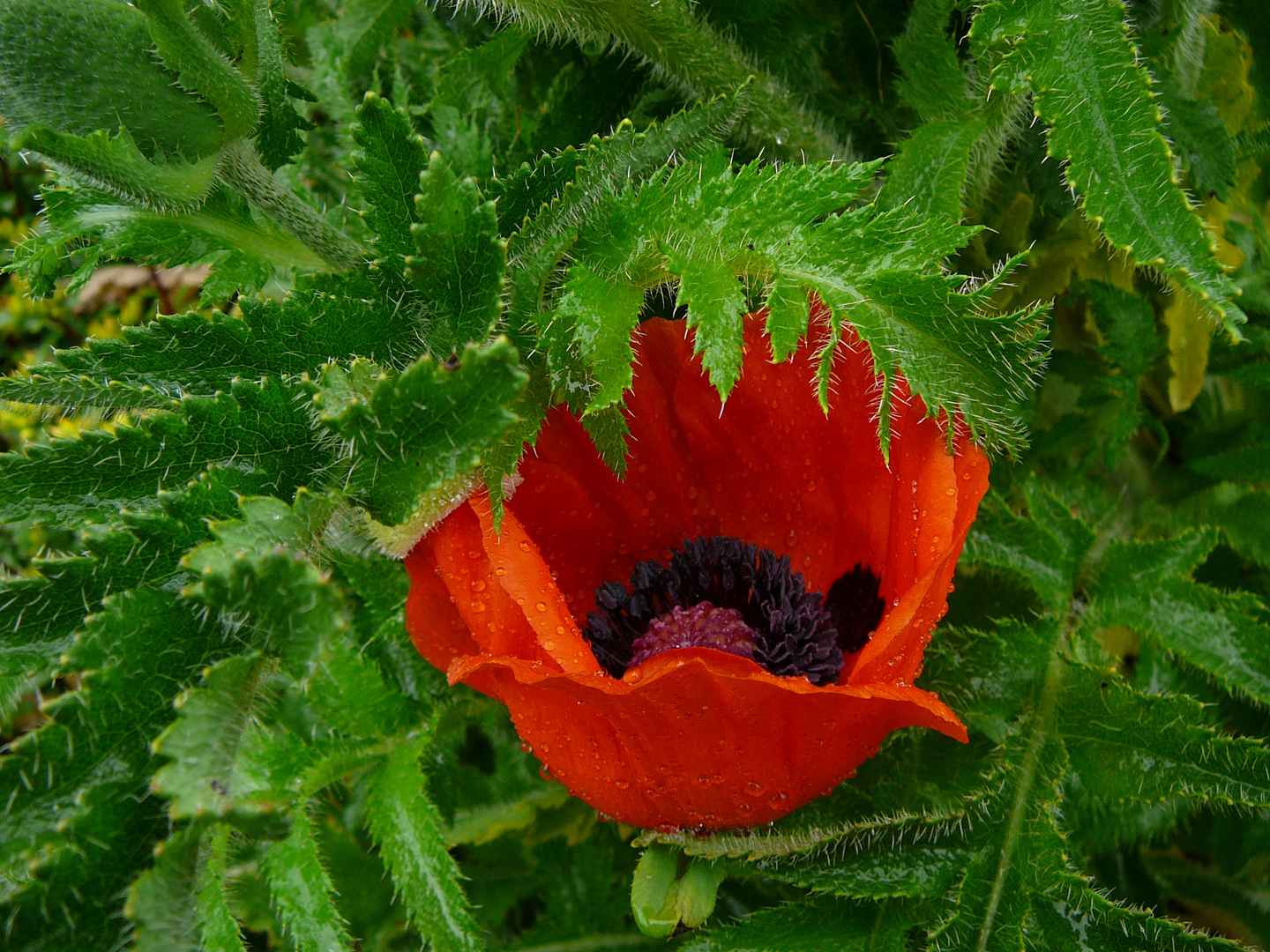 Mohnblume im Regen