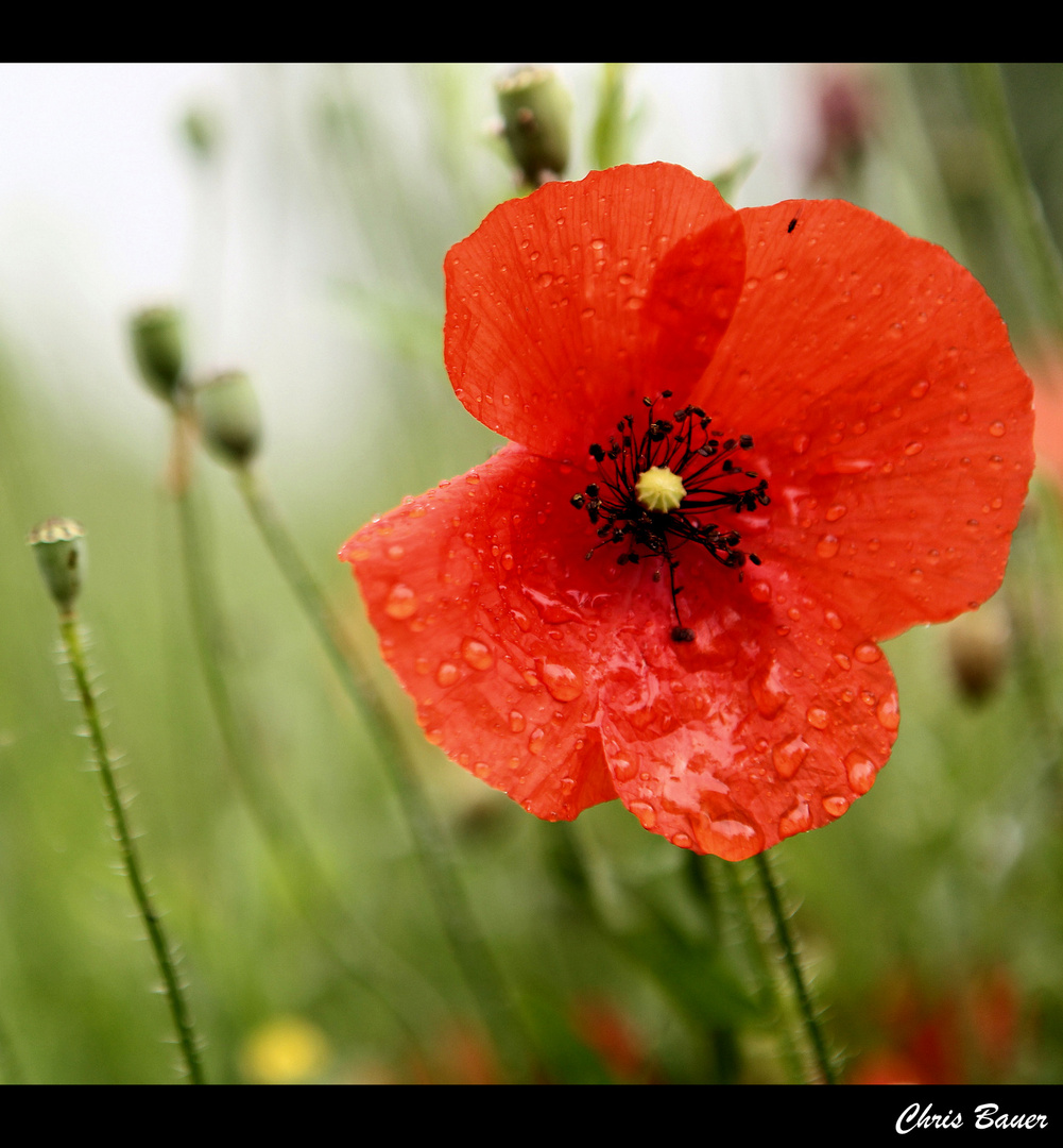 Mohnblume im Regen