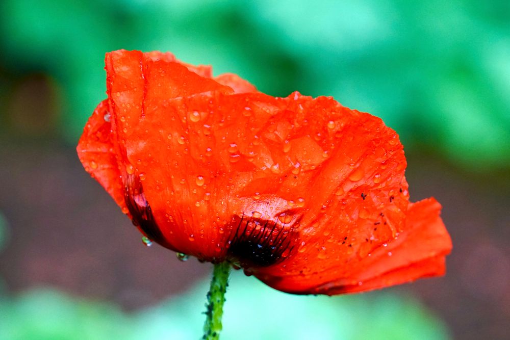 Mohnblume  im Regen