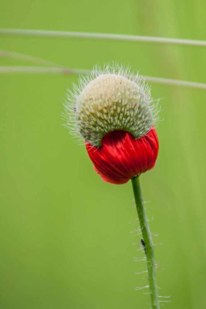 mohnblume im schlafrock Foto &amp; Bild | pflanzen, pilze &amp; flechten, natur ...