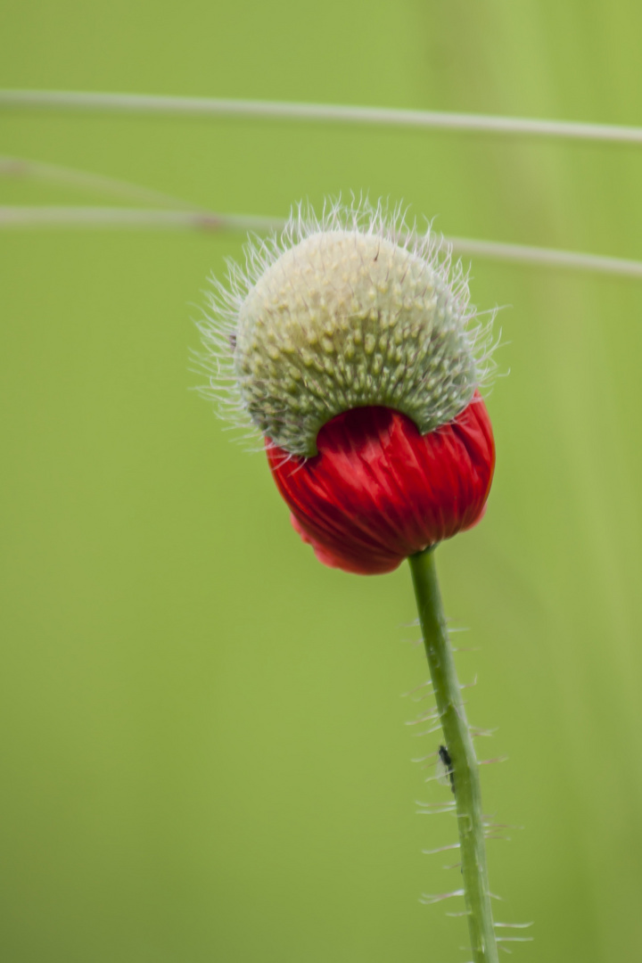 mohnblume im schlafrock Foto &amp; Bild | pflanzen, pilze &amp; flechten, natur ...