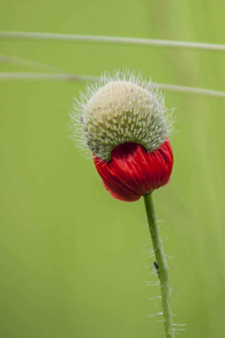 mohnblume im schlafrock