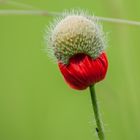 mohnblume im schlafrock