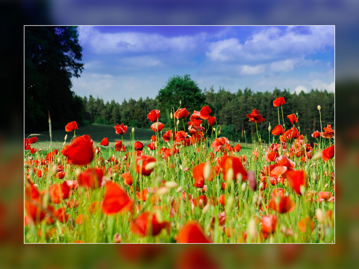 Mohnblume im Sommer