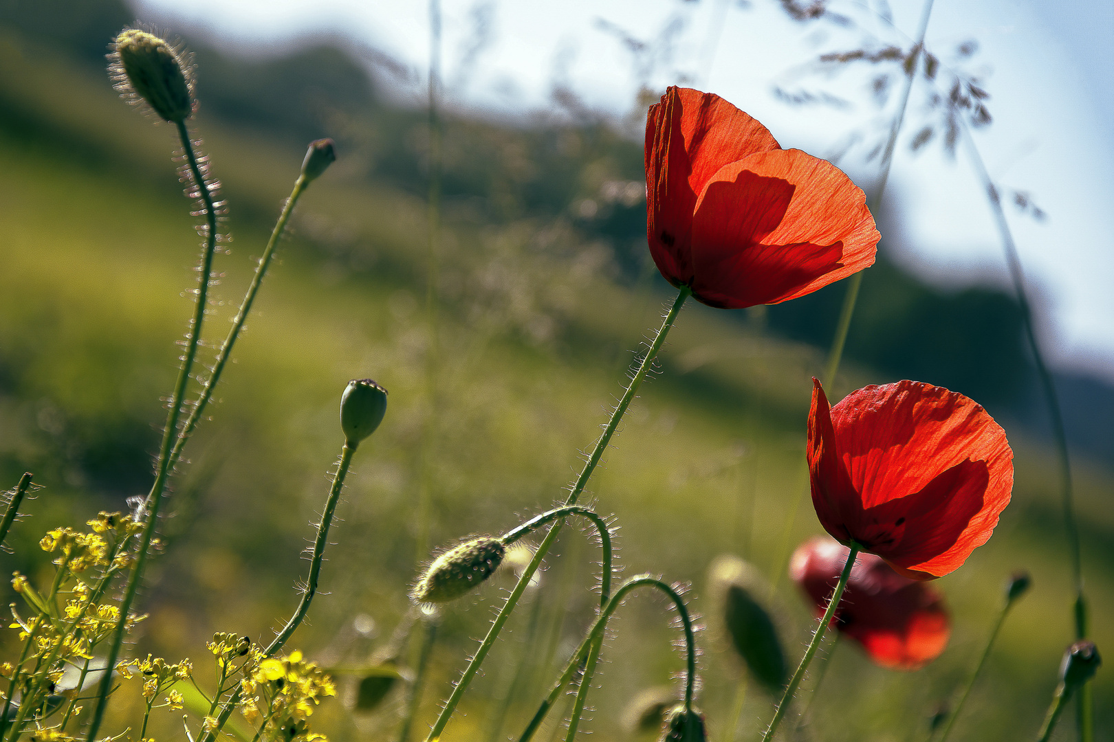 Mohnblume im Sommerwind