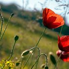 Mohnblume im Sommerwind