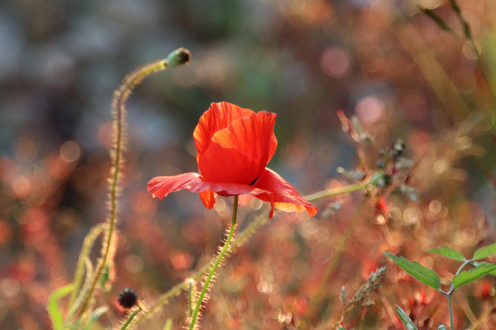 Mohnblume im Sonnenlicht