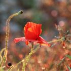 Mohnblume im Sonnenlicht