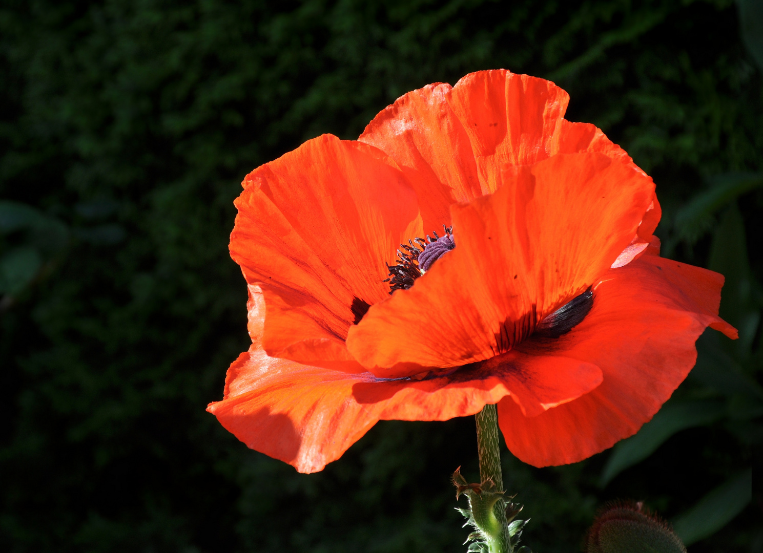 Mohnblume im Sonnenlicht