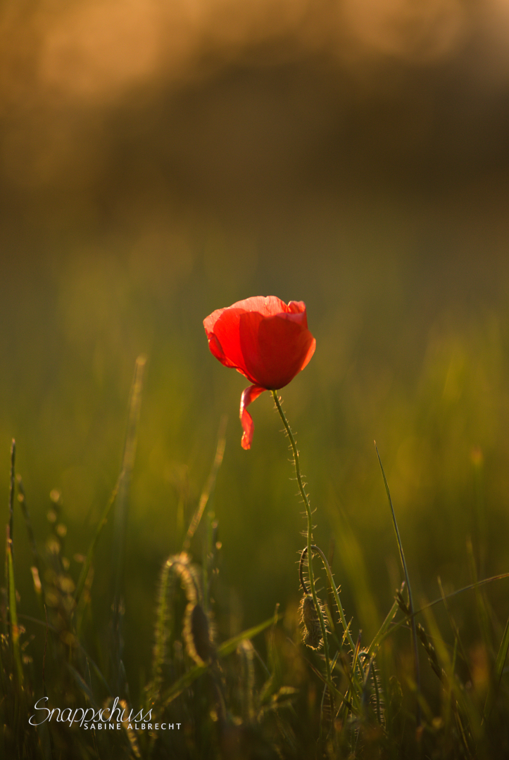 Mohnblume im Sonnenuntergang