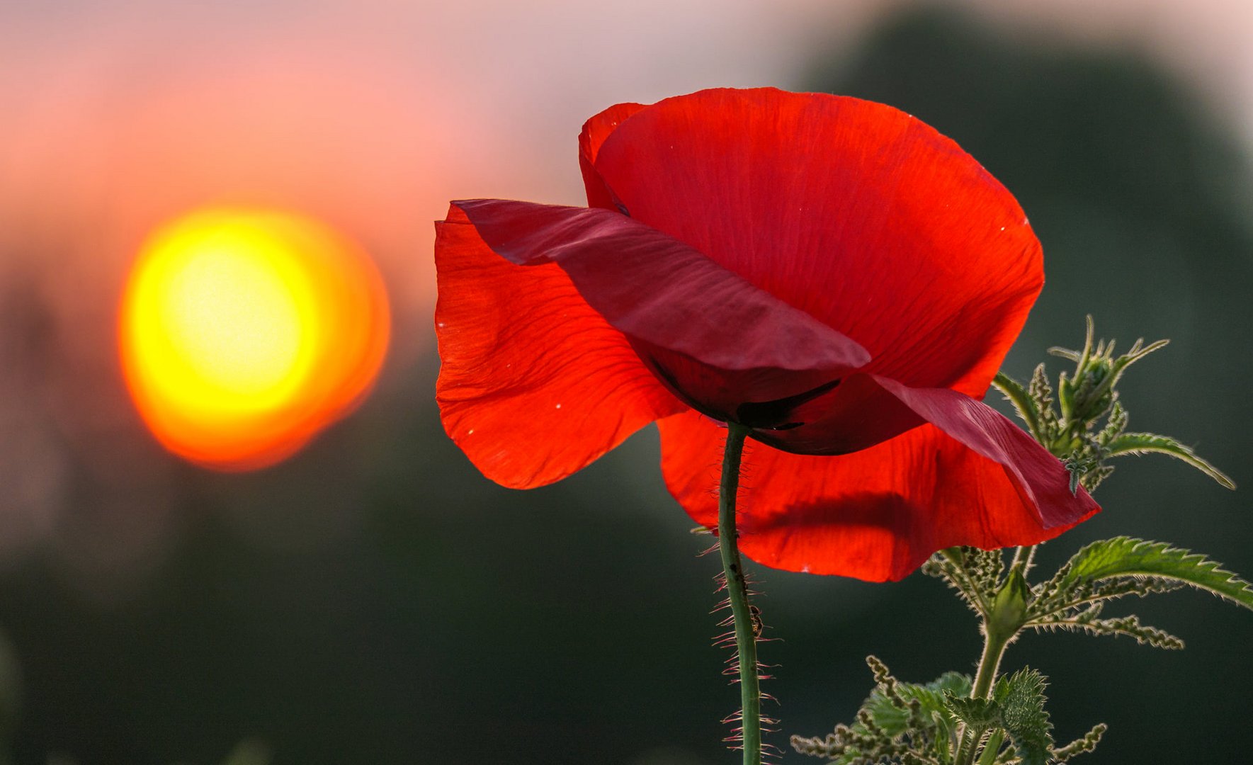 Mohnblume im Sonnenuntergang