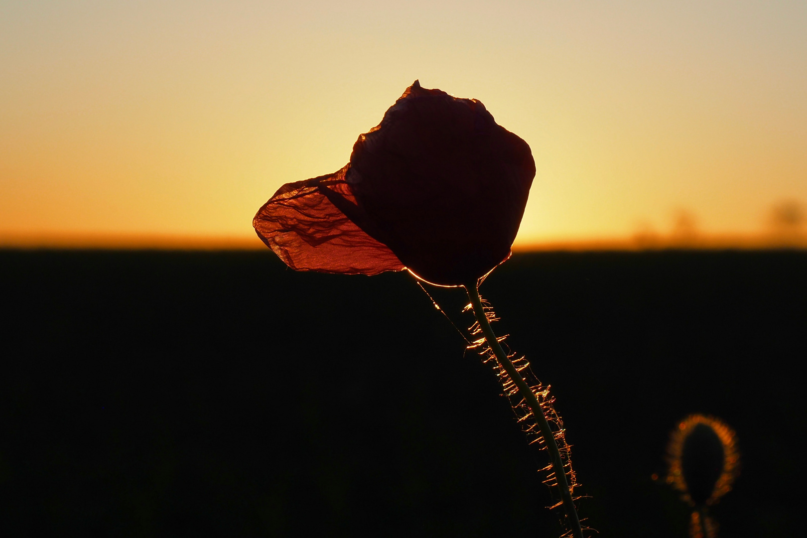 Mohnblume im Sonnenuntergang