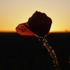 Mohnblume im Sonnenuntergang