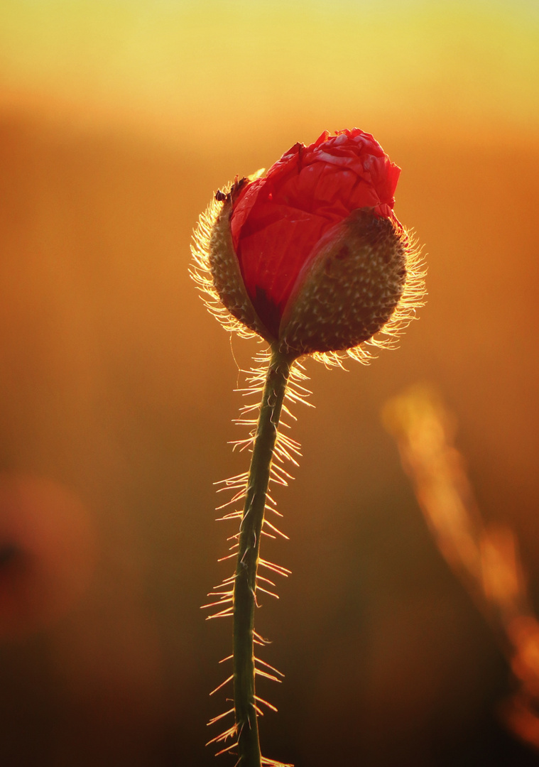 Mohnblume im Sonnenuntergang