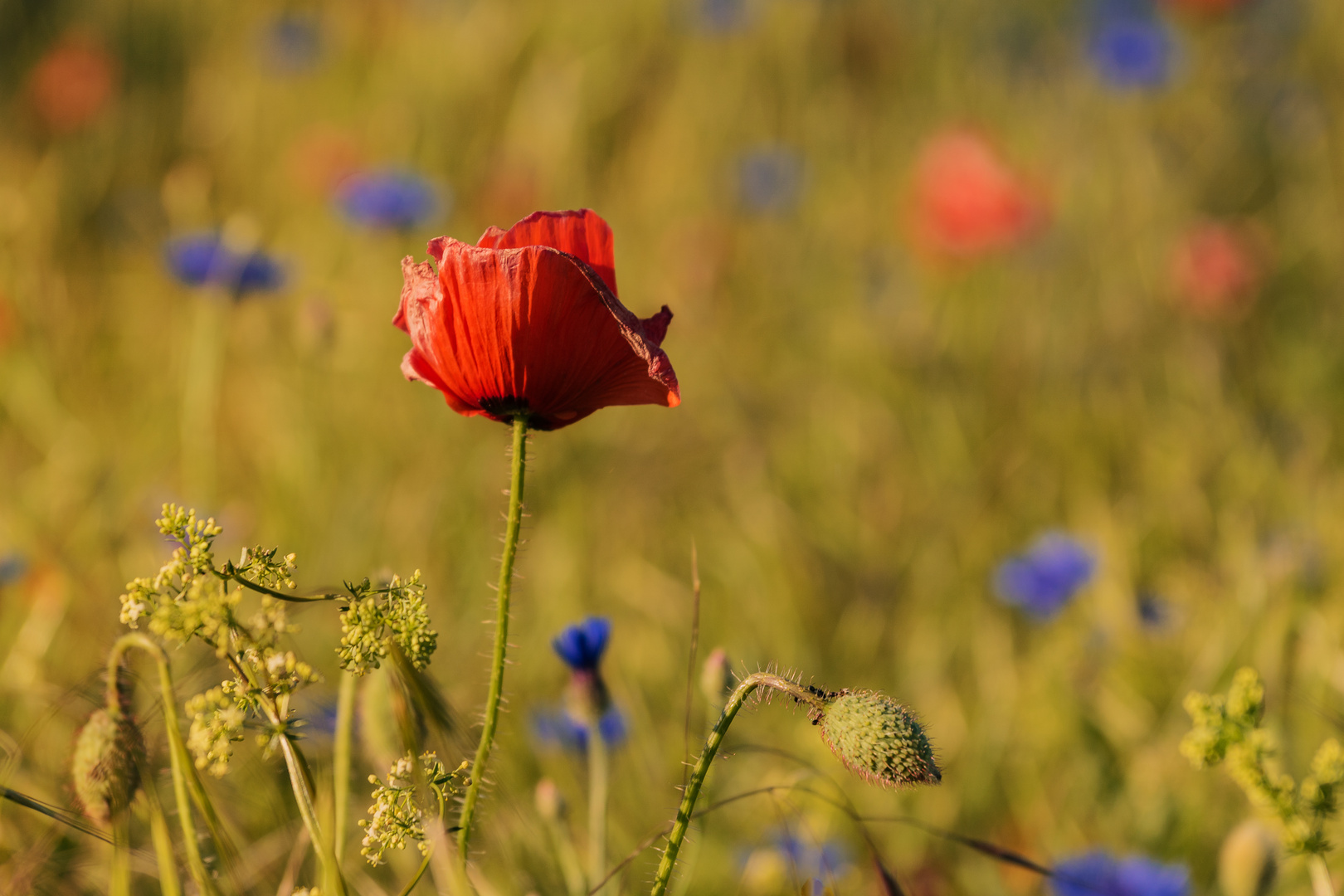 Mohnblume im Sonnenuntergang