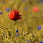 Mohnblume im Sonnenuntergang