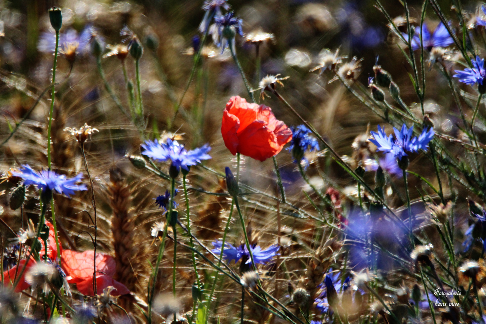 Mohnblume im Weizenfeld