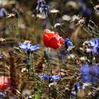 Mohnblume im Weizenfeld