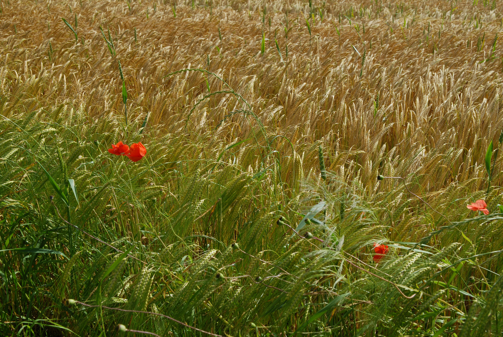 Mohnblume im Weizenfeld 15