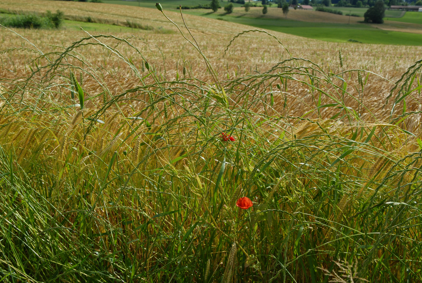 Mohnblume im Weizenfeld 16