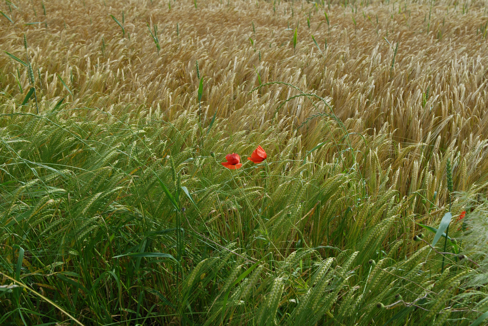 Mohnblume im Weizenfeld 17