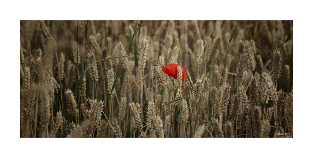 ... Mohnblume im Weizenfeld ...