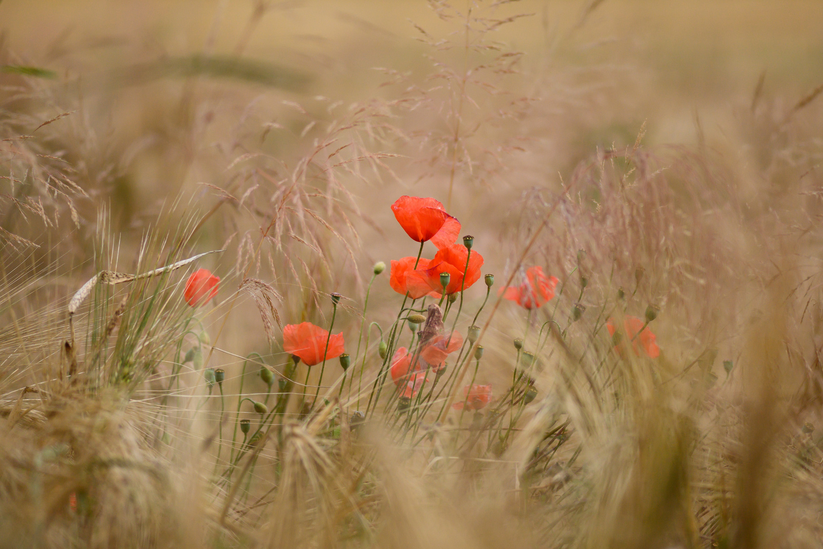 Mohnblume im Weizenfeld