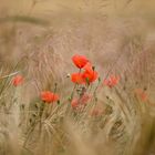 Mohnblume im Weizenfeld