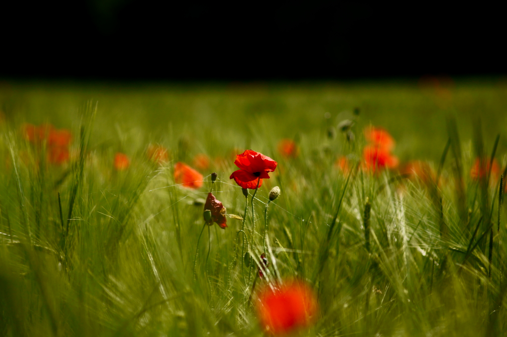 Mohnblume im Weizenfeld