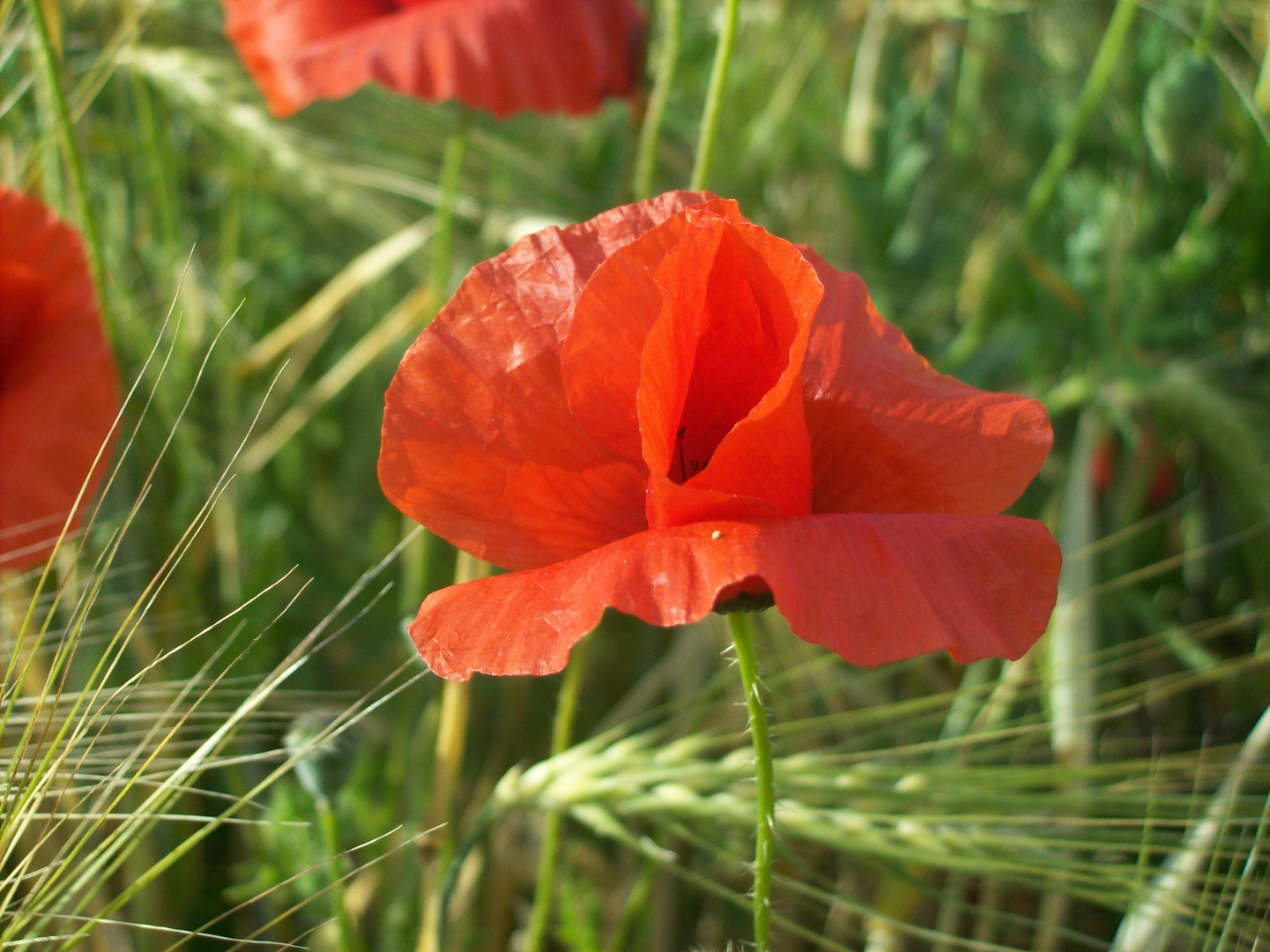 Mohnblume im Weizenfeld