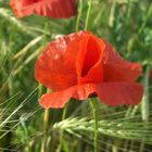 Mohnblume im Weizenfeld