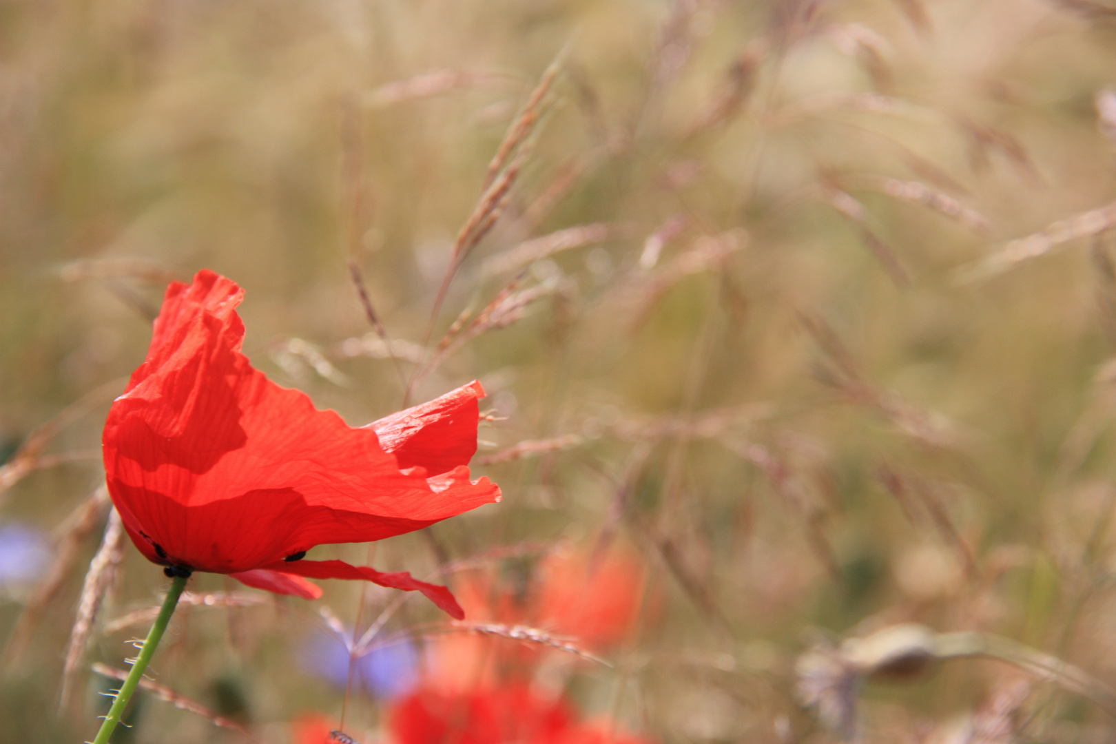 Mohnblume im Wind