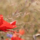 Mohnblume im Wind