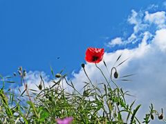 Mohnblume im Wind