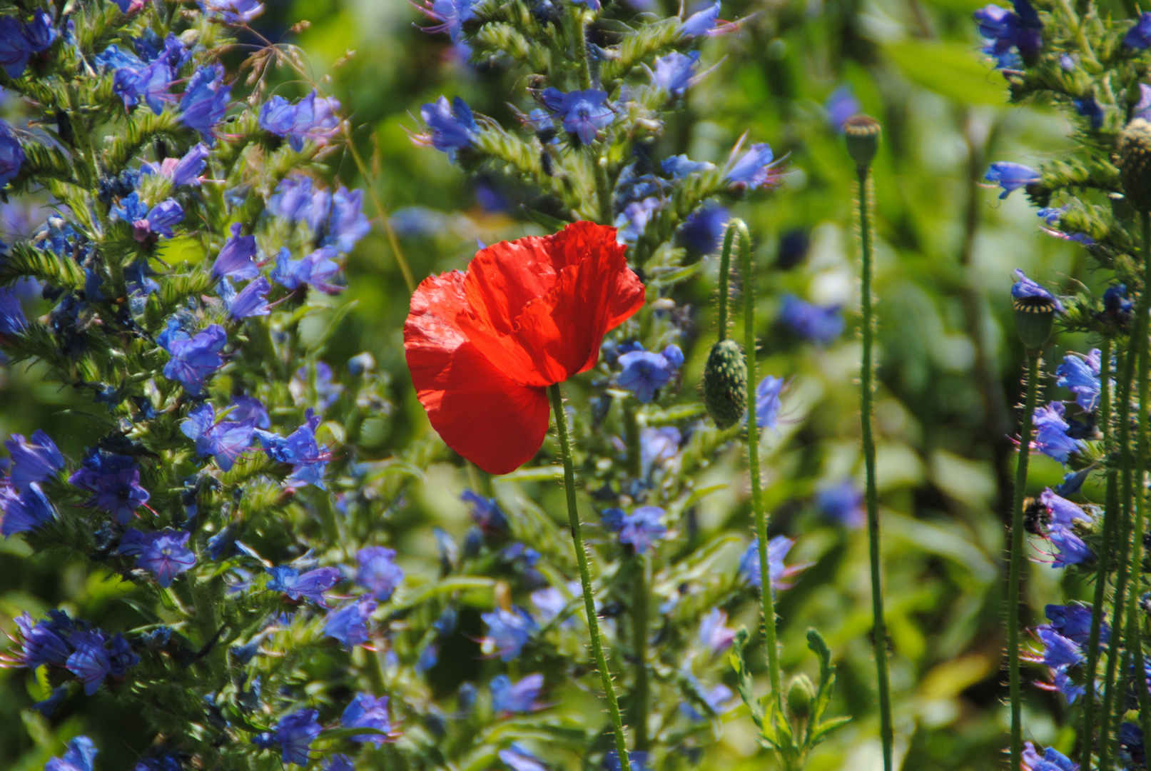 Mohnblume in "blauer Umarmung"