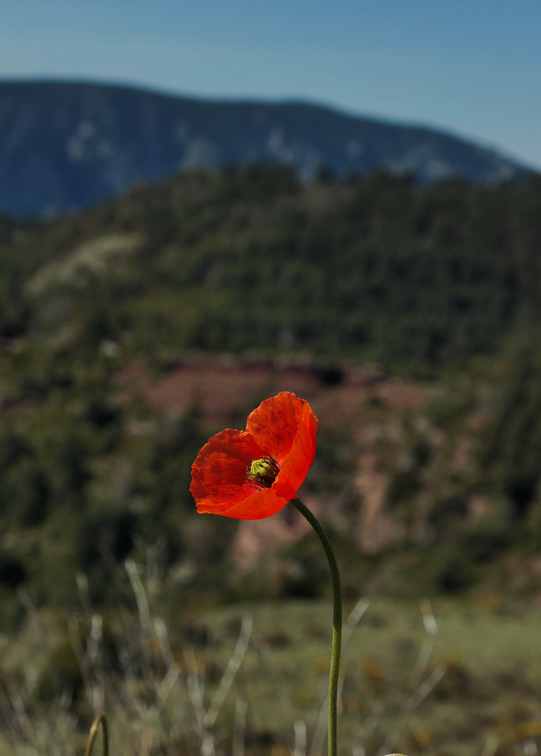 Mohnblume in den Bergen