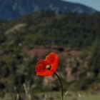 Mohnblume in den Bergen