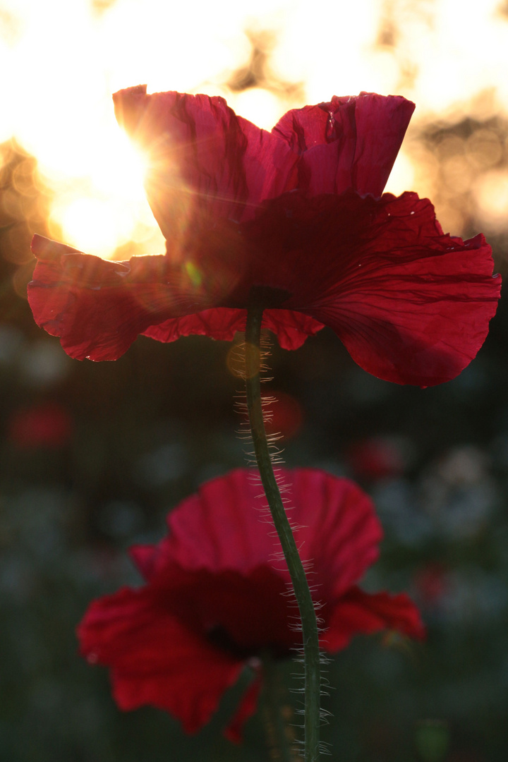 Mohnblume in der Abdendsonne