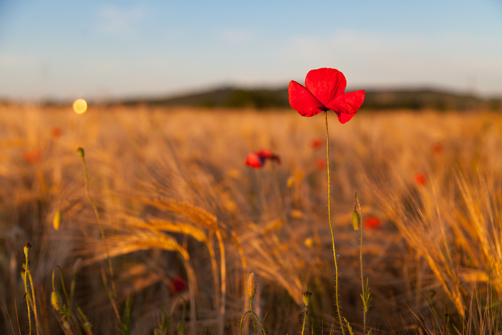 Mohnblume in der Abendsonne