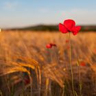 Mohnblume in der Abendsonne