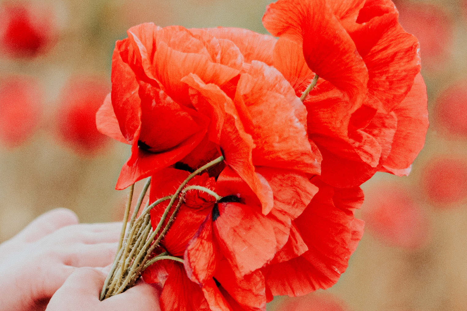 Mohnblume in der Hand