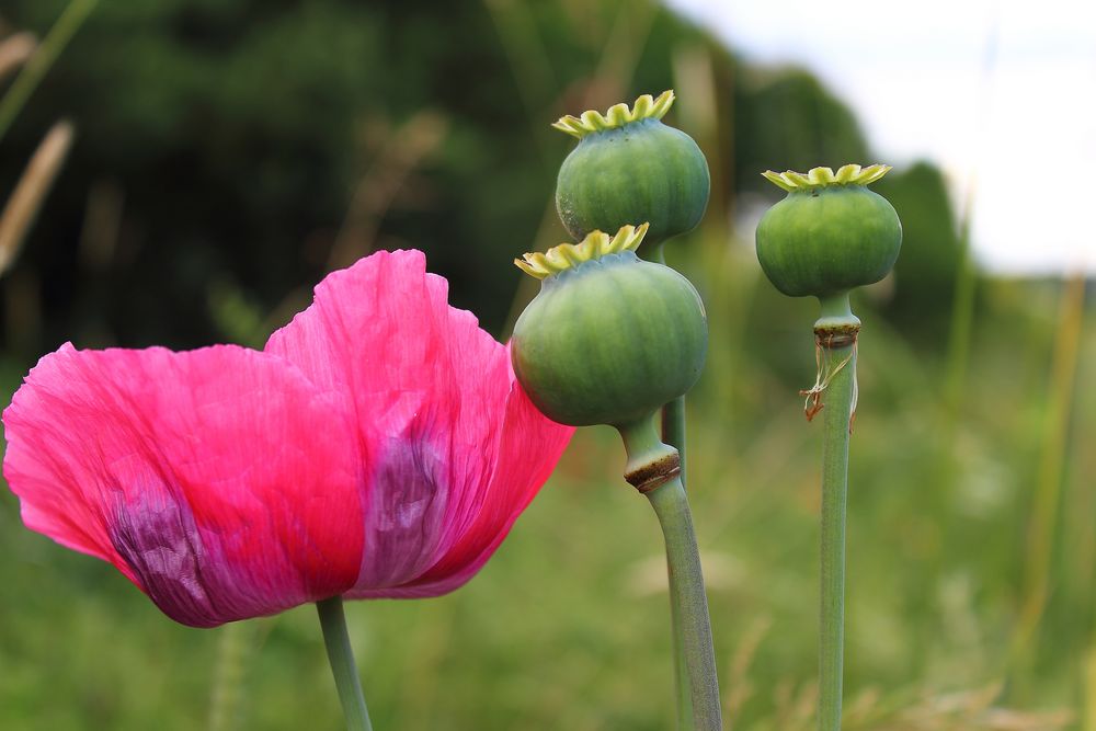 Mohnblume in Edelform