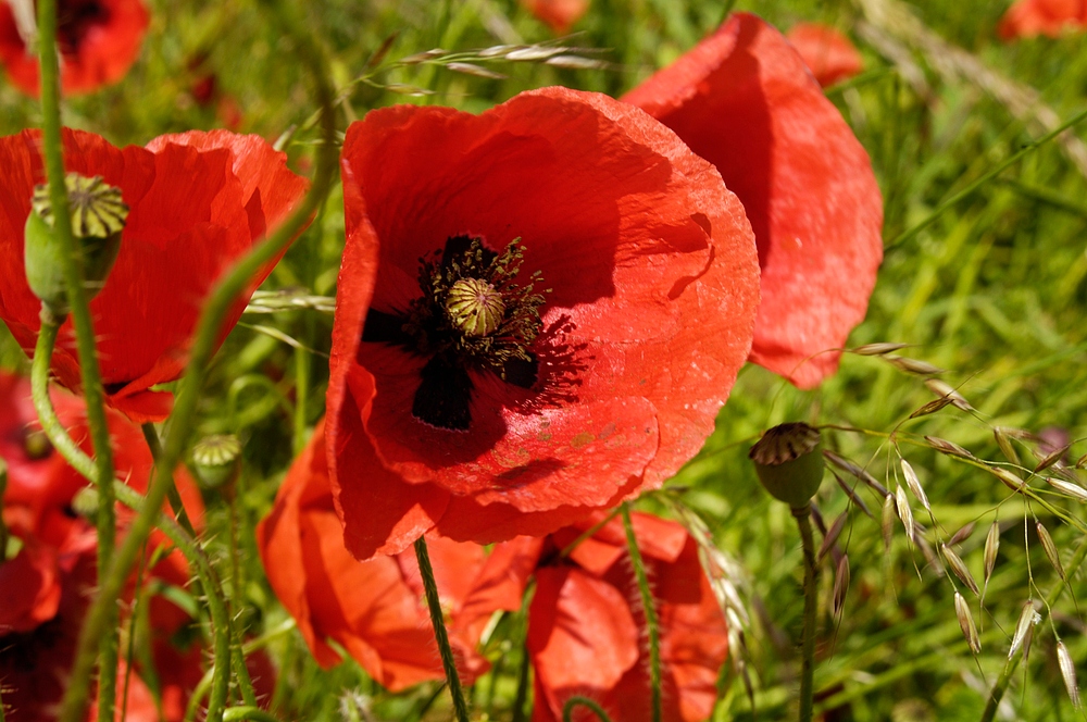 Mohnblume in einem Feld bei Bingen