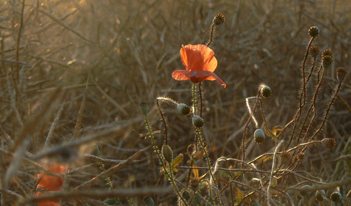 Mohnblume in einem Kornfeld (Abenddämmerung)